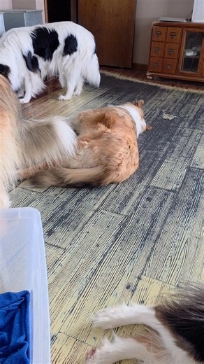 Three weeks ago we were blessed with a singleton puppy, and sable merle girl named Zip-a-dee-do-da Zip-a-dee-ay (call name = Sunshine). There are pluses and minuses with a single pup. Pro: she is big...5.6 lbs at 3 weeks. Con: she doesn't have siblings for socialization and to teach manners. So she's been spending time with the adults. As you can see, "it takes a village"! | Wellsmere Collies, Pine Plains, NY