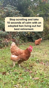 Pause, breathe, and enjoy 10 seconds of pure hen zen. This is what retirement looks like for a rehomed hen – can you give a hen her happy ending? 💛 👉 Learn more about adopting: https://www.bhwt.org.uk/hen-adoption/ #BHWTHens #HenAdoption #FreeRangeRetirement #HenFamily | British Hen Welfare Trust