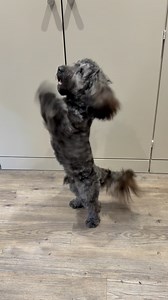 20 reactions | Ronnie the Cockapoo came in for his clip-off and...