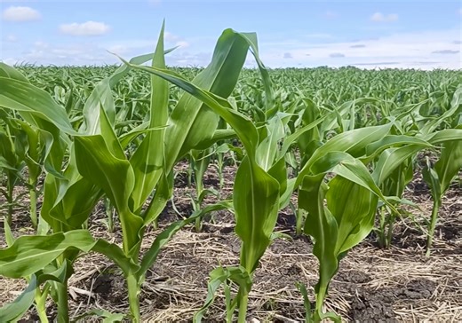 Rain, drought and market effects - AgCanada