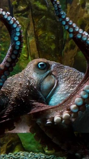 This Octupus Amazed the World!