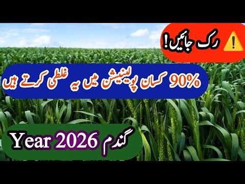 Wheat pollination process ||wheat crop care at pollination stage|Super agriculture vlog