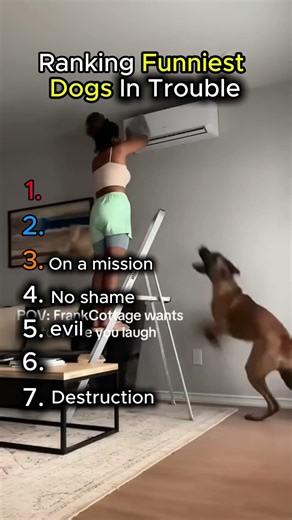 Pups in Big Trouble (Hilarious Dog Fails and Pet Disasters)