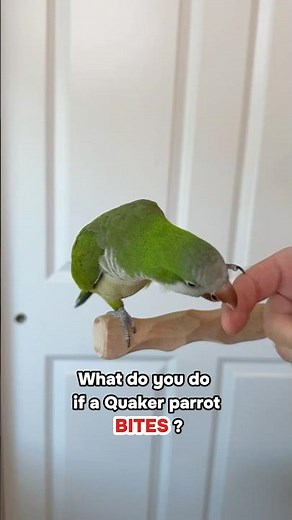 What Do You Do If a Quaker Parrot Bites?