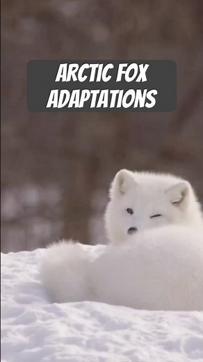 Arctic foxes are built for their frozen home. #naturepbs #wildlife #arcticfox #fox #arctic foxes