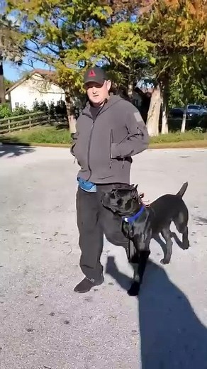 How to Train Cane Corso Off-leash with Remote Ecollar Training
