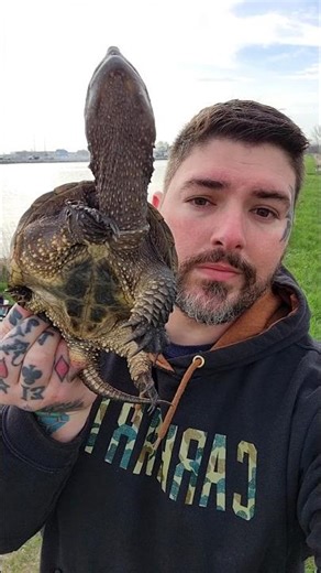 This Juvenile Snapping Turtle Almost Bit My Face #nature #youtubeshorts #animals #viral #trending