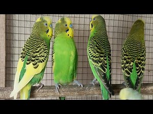 12 Hours of Non-Stop Cheerful Budgies! Enjoy the cutest moments of these playful parrots all day