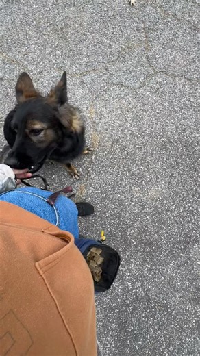 Freyja is thriving with clicker training! We have been able to make it around the block without any reaction to the people around us. I am so proud of her progress! #757dogs #757dogtrainer #balanceddogtraining #balanceddogtrainer #757dogtraining | Training Tails with Em