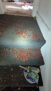 158K views · 3.4K reactions | Condemned House Walk-Through! (THIS ONE IS NASTY!) #realestate #house #home #foreclosure #dirty #SHOCKING #urban #bathroomdesign #people #urbanexploration #garbage #sex #funny #MustSee #reality #cleveland #Ohio | Property Recovery Agent | Facebook