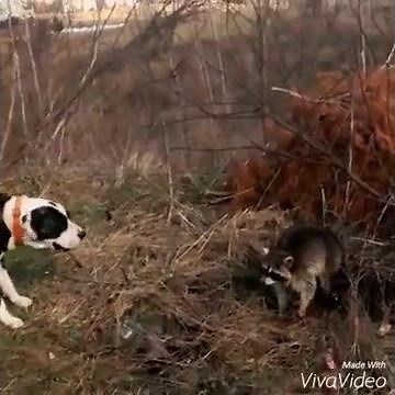 DOG VS RACCOON!