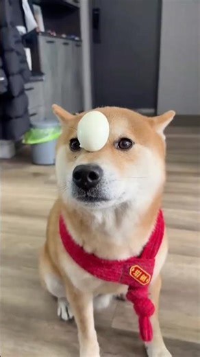 This is hilarious! Animals exhibiting perplexing behavior and adorable, comical pets.