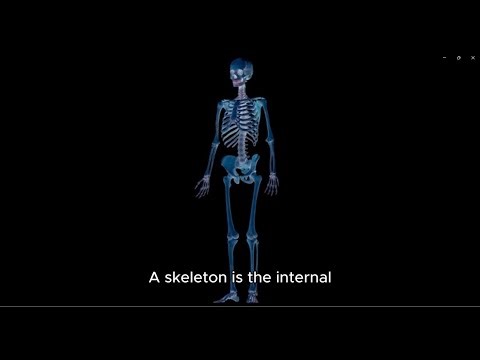 What Is A Skeleton?