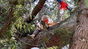 Video. WATCH: Seattle environmental activists climb tree in protest