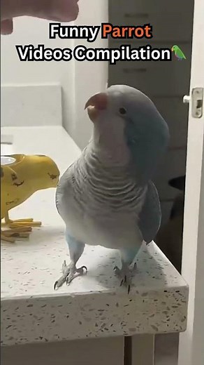 Funniest Talking Parrots Compilation! 🦜🤣