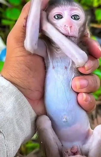 Baby Monkey Comforts Himself by Sucking His Own Arm 🐒💭