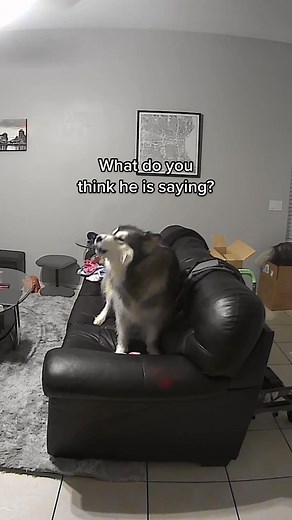 My dog was home alone and did this.. #huskyhowl #huskyhowling #howlingdog #husky