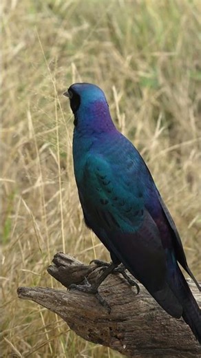 Ruppell Sterling in Kruger, South Africa.