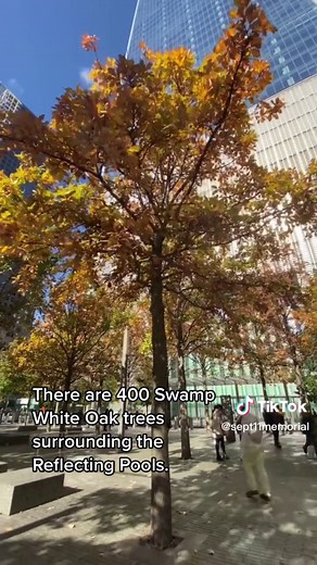 Tranquil Urban Forest: The 9/11 Memorial Plaza Trees