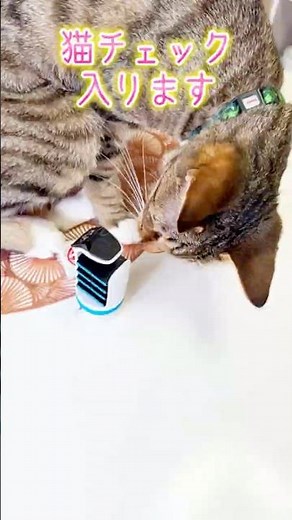 猫型配膳ロボ！ぜんまい走行BellaBot(ベラボット) #カプセルトイ #ガシャポン