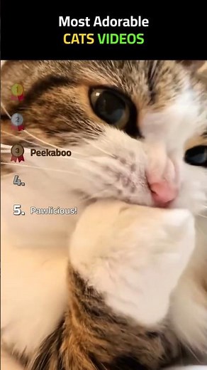 RANKING MOST ADORABLE CATS VIDEOS 🐱