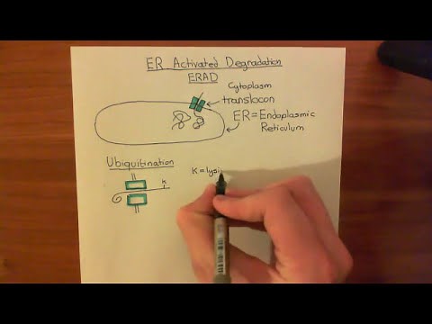Endoplasmic Reticulum Activated Degradation (ERAD) Part 1