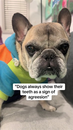 Understanding Dog Behavior: Teeth and Aggression Signs