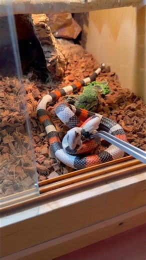 One Of My WILDEST Snake Feedings! Insane 😂🐍 #reptiles #snake #animals