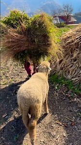 🐑🐑 #youtubeindia #animals #ytshorts #nature #mountains #thelionking #disney