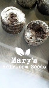 5.7K views · 39 reactions | Coconut coir pellets for seed starting are back in stock https://www.marysheirloomseeds.com/collections/seed-starting/coconut-coir-pellets | Mary's Heirloom Seeds | Facebook