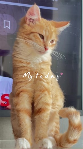 #เปิดการมองเห็นtiktok #เทรนวันนี้ในtiktok #สัตว์เลี้ยงtiktok #เปิดการมองเห็น #ทาสแมวก็งี้เเหละ