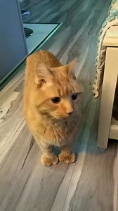 37 reactions | #99 #senior #problems #catsoftiktok | Reznor The Cat | Facebook