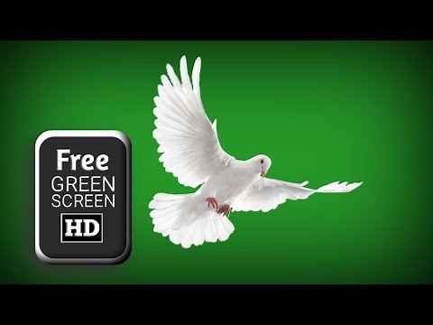 Dove green screen flying effects | green screen dove pigeon | green screen pigeon effects