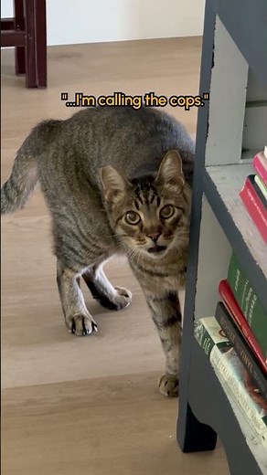 “What are you doing in my HoUsE?!” - 🐈‍⬛ #Cat #Funny #CatShorts #Pets