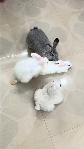 Rabbit quick mating 🐰🐰#rabbit #mating #pets #bunny #shorts