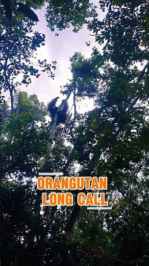 Orangutan's Long Call. #orangutan #wildlife #nature #animals