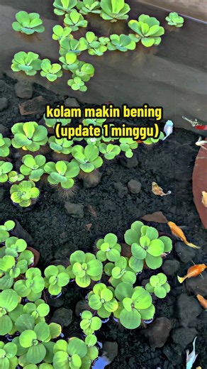 Kolam Makin Bening: Update 1 Minggu Perawatan Mini Pond