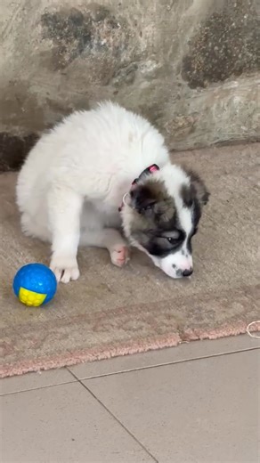 12K views · 229 reactions | Winnie, collie mix 4 months old adorable personality for adoption at AWRR Pls send us a msg if interested Super friendly with kids, other dogs and cats. | Angel Watch Rescue and Rehome | Facebook