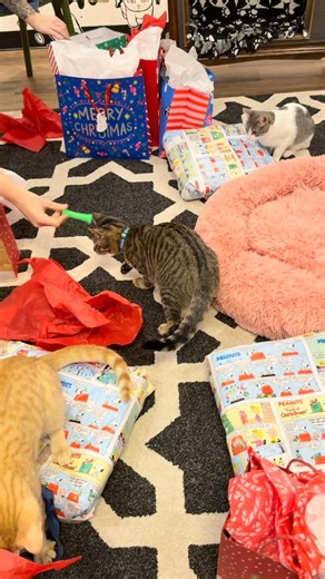 Catfeine Cat Cafe on Instagram: "We had our team Christmas party and the cats Loved it! There’s still a lot of kitties on our tree at the cafe if you want to be their Santa Paws stop by and grab one to sponsor! 🎅🏻 #catcafe #murfreesboro #catadoption"