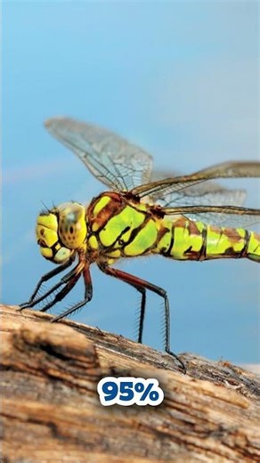 Amazing Insect Facts That Will Blow Your Mind! 🐜🪲