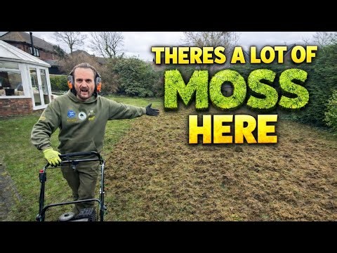 Scarifying this Mossy Lawn for the first time ever in its life.