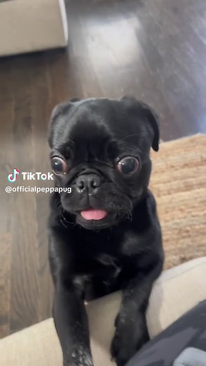Adorable Black Pug Puppy Begging for Snacks
