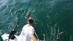 This is how you land a big king salmon here in Sheboygan. www.fishsheboygan.com | Sea Dog Sportfishing Charters of Sheboygan