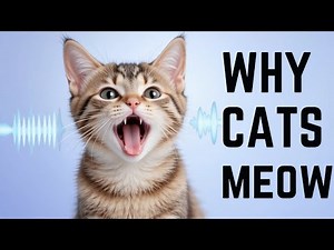 What Do Different Meows Mean? Understanding Your Cat’s Language