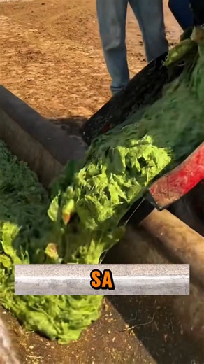 Kakaibang paraan sa Pag pakain ng baka #ablingsmalltv #strategy #peakly #fblifestyles | Abling Small Tv