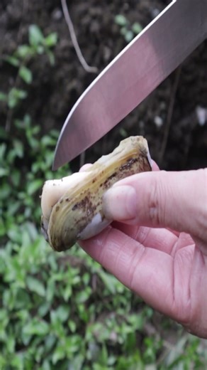 Mutated long clams, sexy beauties harvest super pearls