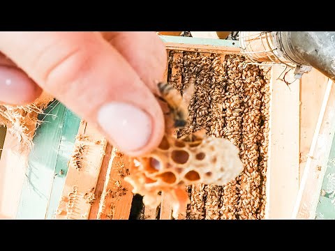 Why are BEEKEEPERS killing BEES? Comprehensive look inside...