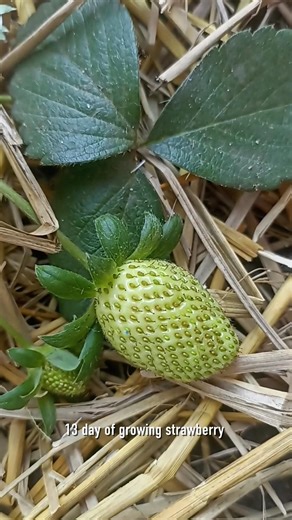 Growing Strawberry Time Lapse. #timelapse#satisfying#plants