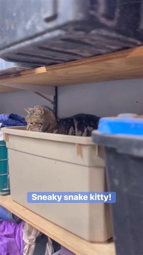 Slithering around like a snake! #sneakycat #sneaky #snake #kittycat #cat #catoftheday #MeowLife #meow #purrfect #barncatlife #barncat #barncats #clintonbalesphoto #AshvilleOhio | Clinton Bales