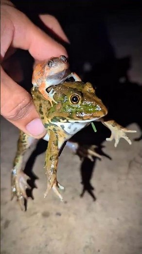 Catching Frogs Funny for Laughing | Frog for fun | Funny Video